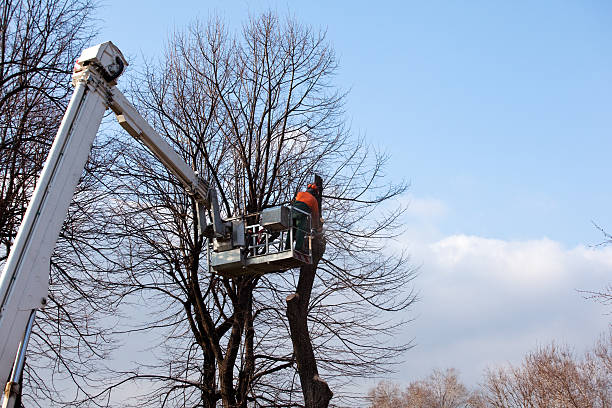 Sea Girt, NJ Tree Removal Services Company